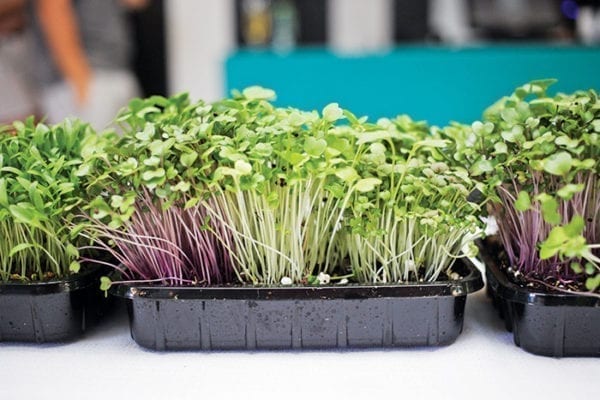 Top-up Micro green Seed pack Version 2 - Image 3