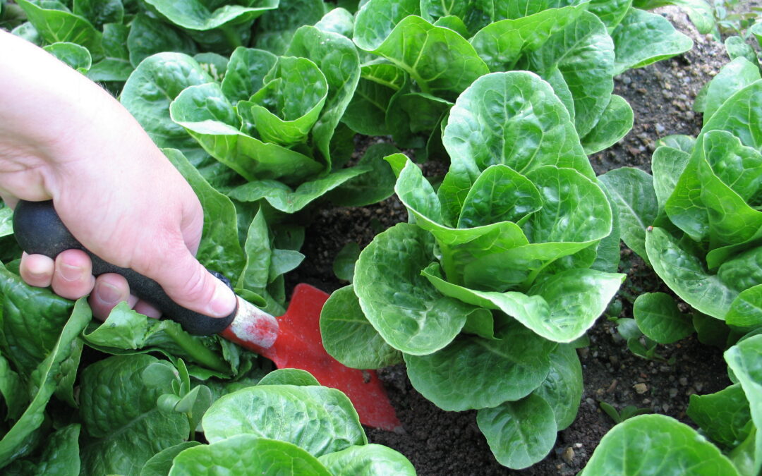 Winter Greens – So Good For You!
