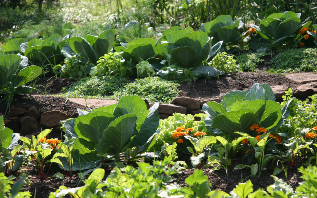 Don’t slow down now! Growing Autumn Vegetables