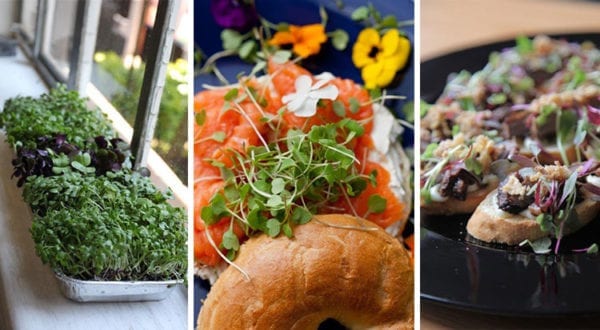 Top-up Micro Green Seed pack Version 3 - Image 2