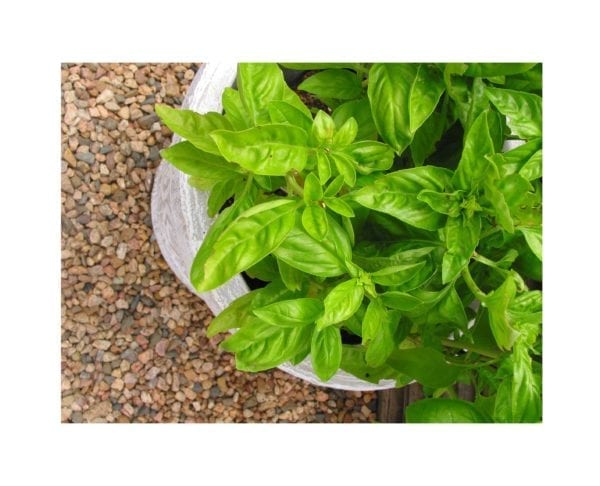 Starke Ayres Regular Basil Seeds - Image 2