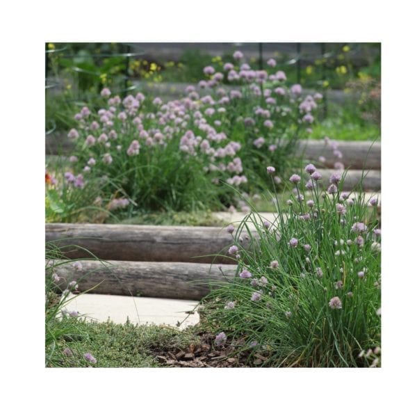 Starke Ayres Regular Chives - Image 2