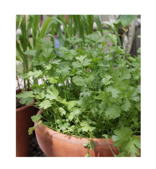 Starke Ayres -Coriander - Image 2