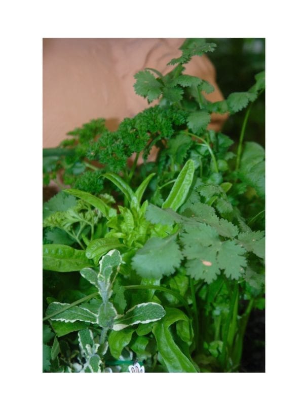 Starke Ayres -Garden Mix - Image 2