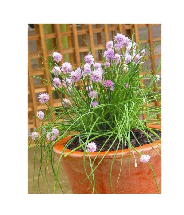 Starke Ayres Garlic Chives - Image 2