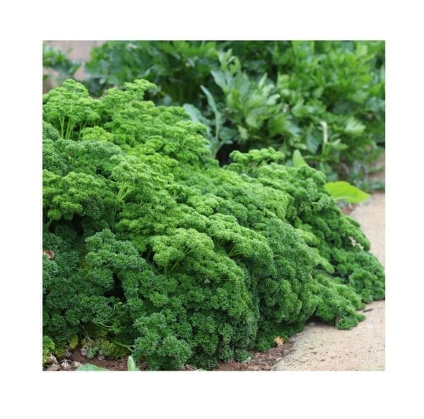 Starke Ayres Moss Curled Parsley Seeds - Image 2