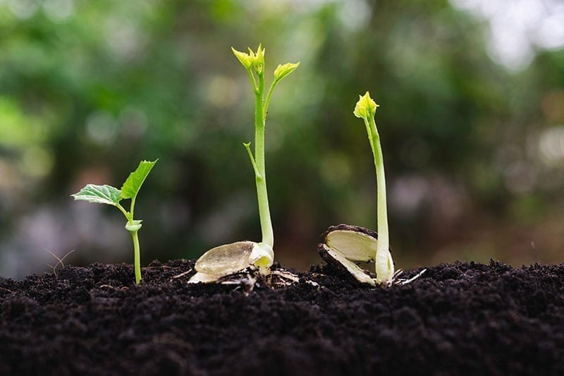 Pure capsaicin powder supplier Pure capsaicin powder supplier