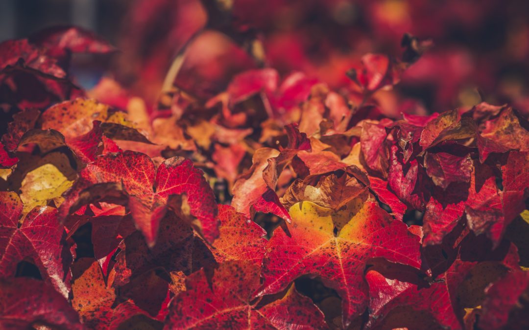 How To Reuse Autumn Leaves In Your Garden