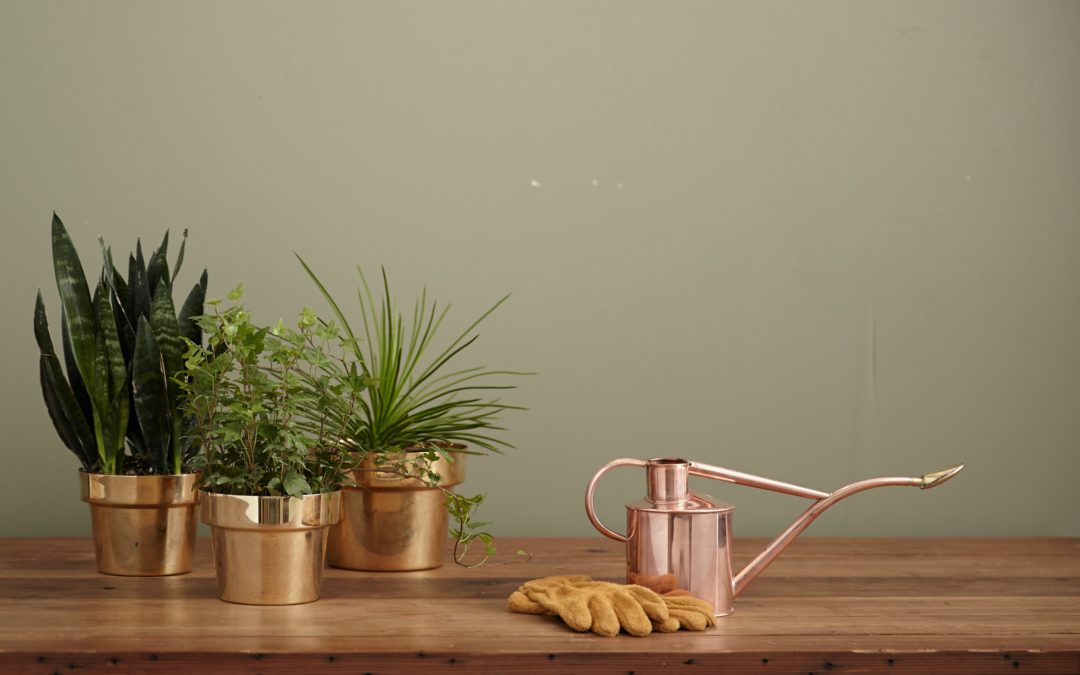 Houseplant Care: Best Practices for Watering Your Plants