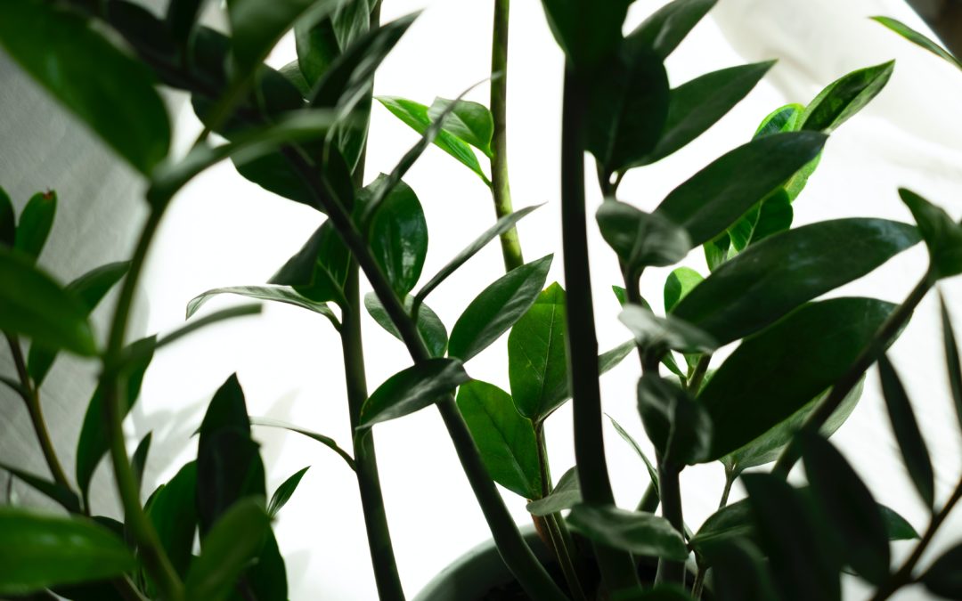 Indoor Plant Care Tasks You May Have Forgotten This Year