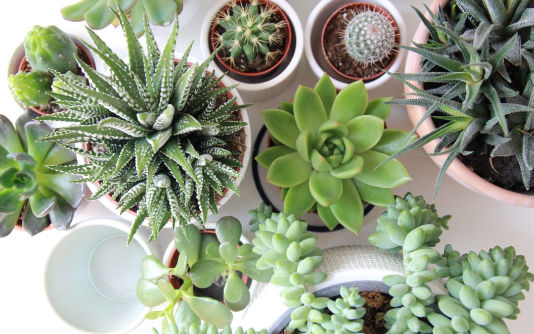 Container Garden Design Tips