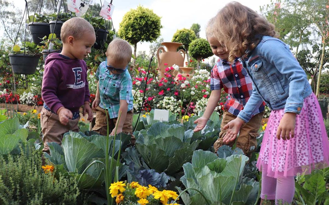 Homegrown Food – Caring For Our Bodies With Plants
