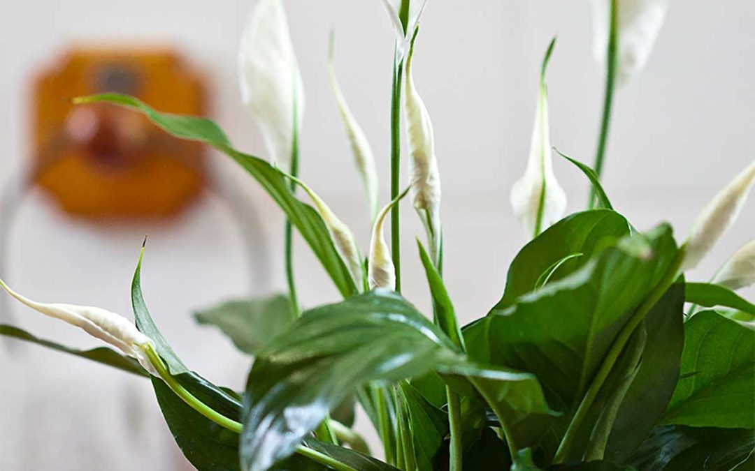 How to Turn Your House Into a Home with Indoor Plant Decor