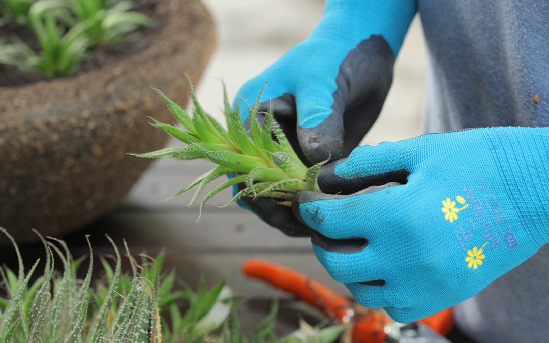 How Plants Can Bring Us Closer to Nature and Teach Us Useful Life Skills