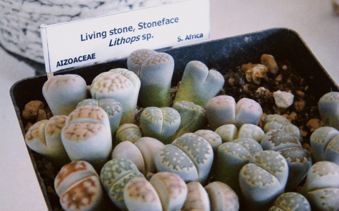 Caring For Lithops: Living Stone Plants