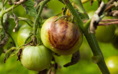What’s Wrong With My Tomatoes? Early Blight & Late Blight