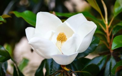 Flowering Plants to Fill Your Garden With Fragrance