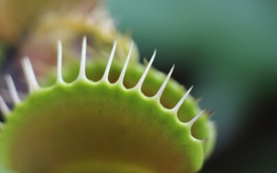 Carnivorous Plants To Add To Your Garden