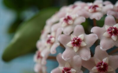 Best Hoya Species For Indoor Gardens