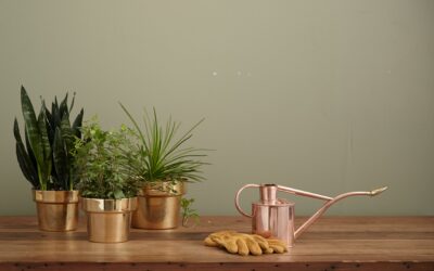 5 Houseplant Watering Mistakes To Avoid