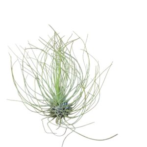 Tillandsia fuchsii
