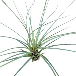 Tillandsia melanocrater