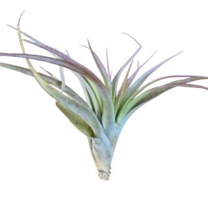 Tillandsia Capitata Peach