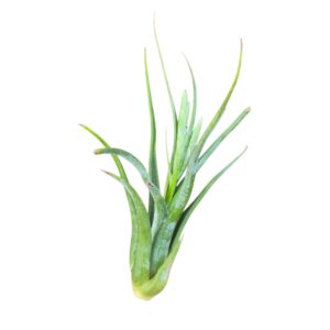 Tillandsia circinata
