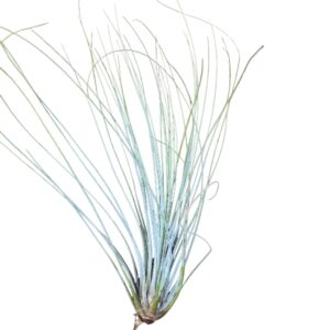 Tillandsia juncea