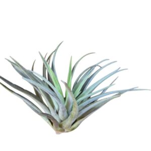 Tillandsia harrisii