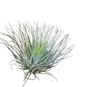 Tillandsia magnusiana