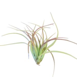Tillandsia brachycaulos multiflora